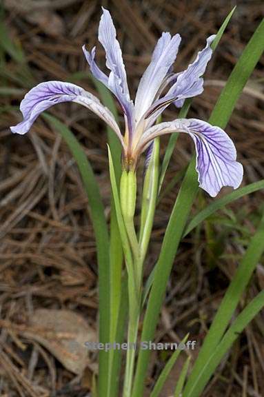 iris hartwegii ssp hartwegii 1 graphic